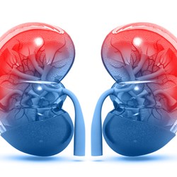 Image for Diabetes and Kidneys